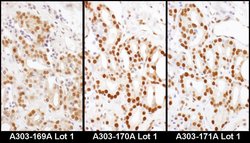HDGF Rabbit anti-Human, Mouse, Polyclonal, Bethyl Laboratories 10 &mu;L;