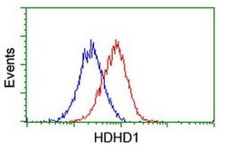 HDHD1 Monoclonal Antibody (OTI7A2), TrueMAB , OriGene 100 &mu;L; Unconjugated:Antibodies,