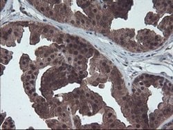 HDHD1 Monoclonal Antibody (OTI7A2), TrueMAB , OriGene:Antibodies:Primary