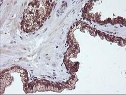 HDHD1 Monoclonal Antibody (OTI7A2), TrueMAB , OriGene 100 &mu;L; Unconjugated:Antibodies,