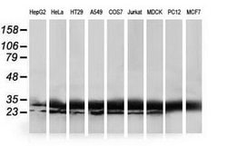 HDHD1 Mouse anti-Canine, Human, Rat, Clone: OTI2E10, lyophilized, TrueMAB