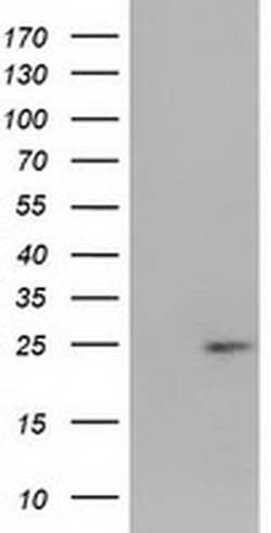 HDHD1 Monoclonal Antibody (OTI6G3), TrueMAB , OriGene 100 &mu;L; Unconjugated:Antibodies,