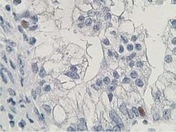 HDHD2 Monoclonal Antibody (OTI4G3), TrueMAB , OriGene 30 &mu;L; Unconjugated:Antibodies,