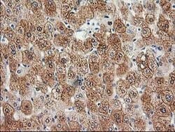 HDHD2 Monoclonal Antibody (OTI5C5), TrueMAB , OriGene:Antibodies:Primary