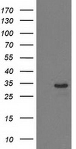 HDHD2 Monoclonal Antibody (OTI4G3), TrueMAB , OriGene:Antibodies:Primary