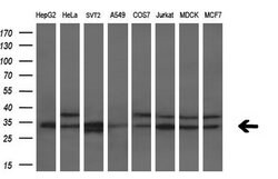 HDHD2 Monoclonal Antibody (OTI1A5), TrueMAB , OriGene 30 &mu;L; Unconjugated:Antibodies,