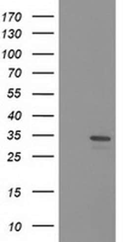 HDHD2 Monoclonal Antibody (OTI3H8), TrueMAB , OriGene:Antibodies:Primary