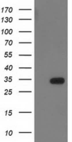 HDHD2 Mouse anti-Canine, Human, Clone: OTI1A4, lyophilized, TrueMAB 100