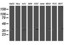 HDHD2 Mouse anti-Canine, Human, Clone: OTI1A4, lyophilized, TrueMAB 100
