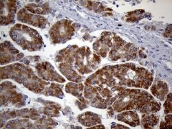 HDHD3 Mouse anti-Human, Clone: OTI2C10, lyophilized, TrueMAB 100 &mu;g;