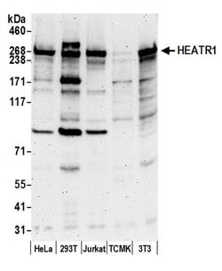 HEATR1/BAP28 Polyclonal Antibody, Bethyl Laboratories:Antibodies:Primary