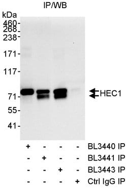 HEC1 Rabbit anti-Human, Polyclonal, Bethyl Laboratories 100 &mu;L; Unconjugated:Antibodies,