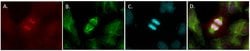 Invitrogen HEC1 Monoclonal Antibody (9G3.23) 100 &mu;L; Unconjugated:Antibodies,