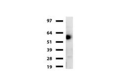 HEMGN Mouse anti-Human, Clone: UMAB169, liquid, UltraMAB 30 &mu;L; Unconjugated:Antibodies,