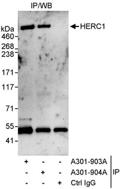 HERC1 Rabbit anti-Human, Polyclonal, Bethyl Laboratories 100 &mu;L; Unconjugated:Antibodies,