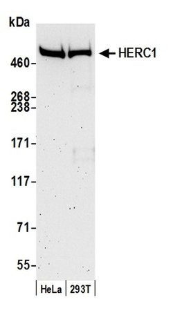 HERC1 Polyclonal Antibody, Bethyl Laboratories 20 &mu;L | Buy Online | Bethyl Laboratories, Inc | Fisher Scientific