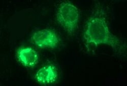 HERPUD1 Mouse anti-Human, Rat, Clone: OTI1A2, liquid, TrueMAB 100 &mu;L;