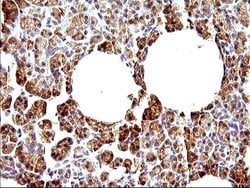 HERPUD1 Mouse anti-Human, Rat, Clone: OTI1A2, liquid, TrueMAB 100 &mu;L;