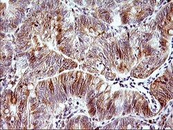 HERPUD1 Mouse anti-Human, Rat, Clone: OTI1A2, liquid, TrueMAB 100 &mu;L;