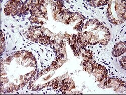 HERPUD1 Mouse anti-Human, Rat, Clone: OTI1A2, liquid, TrueMAB 100 &mu;L;