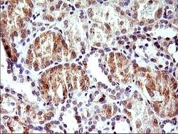 HERPUD1 Mouse anti-Human, Rat, Clone: OTI1A2, liquid, TrueMAB 100 &mu;L;