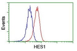 HES1 Mouse anti-Human, Clone: OTI2D2, liquid, TrueMAB 100 &mu;L; Unconjugated:Antibodies,