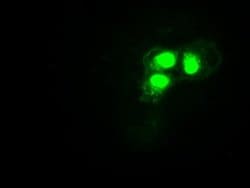 HES1 Mouse anti-Human, Clone: OTI4H1, liquid, TrueMAB 100 &mu;L; Unconjugated:Antibodies,