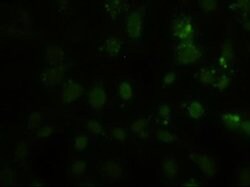 HES1 Mouse anti-Human, Clone: OTI4H1, liquid, TrueMAB 100 &mu;L; Unconjugated:Antibodies,
