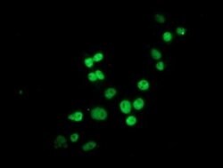 HES1 Mouse anti-Human, Clone: OTI2D2, liquid, TrueMAB 100 &mu;L; Unconjugated:Antibodies,