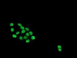 HES1 Mouse anti-Human, Clone: OTI1B5, lyophilized, TrueMAB 100 &mu;g; Unconjugated:Antibodies,
