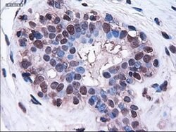 HES1 Mouse anti-Human, Clone: OTI4H1, liquid, TrueMAB 100 &mu;L; Unconjugated:Antibodies,