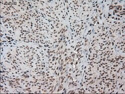 HES1 Mouse anti-Human, Clone: OTI4H1, liquid, TrueMAB 100 &mu;L; Unconjugated:Antibodies,