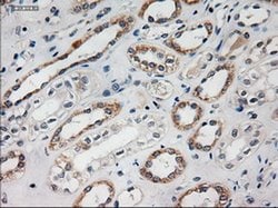 HES1 Mouse anti-Human, Clone: OTI4H1, liquid, TrueMAB 100 &mu;L; Unconjugated:Antibodies,