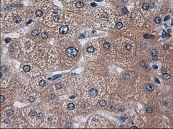 HES1 Mouse anti-Human, Clone: OTI4H1, liquid, TrueMAB 100 &mu;L; Unconjugated:Antibodies,