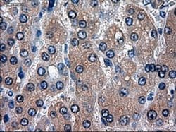 HES1 Mouse anti-Human, Clone: OTI4H1, liquid, TrueMAB 100 &mu;L; Unconjugated:Antibodies,