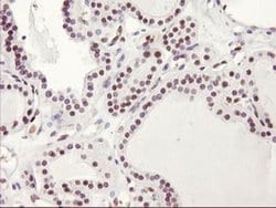 HES1 Mouse anti-Human, Clone: OTI2D2, liquid, TrueMAB 100 &mu;L; Unconjugated:Antibodies,