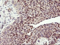 HES1 Mouse anti-Human, Clone: OTI2D2, liquid, TrueMAB 100 &mu;L; Unconjugated:Antibodies,