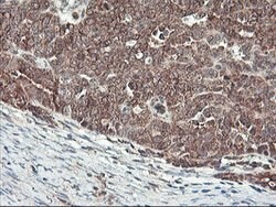 HES1 Mouse anti-Human, Clone: OTI1B5, lyophilized, TrueMAB 100 &mu;g; Unconjugated:Antibodies,