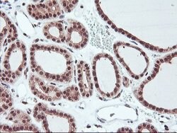 HES1 Mouse anti-Human, Clone: OTI1B5, lyophilized, TrueMAB 100 &mu;g; Unconjugated:Antibodies,