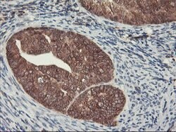 HES1 Mouse anti-Human, Clone: OTI1B5, lyophilized, TrueMAB 100 &mu;g; Unconjugated:Antibodies,