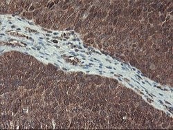 HES1 Mouse anti-Human, Clone: OTI1B5, lyophilized, TrueMAB 100 &mu;g; Unconjugated:Antibodies,