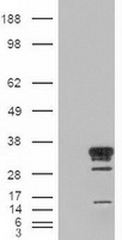 HES1 Mouse anti-Human, Clone: OTI4H1, liquid, TrueMAB 100 &mu;L; Unconjugated:Antibodies,