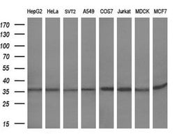 HES1 Mouse anti-Human, Clone: OTI2D2, liquid, TrueMAB 100 &mu;L; Unconjugated:Antibodies,