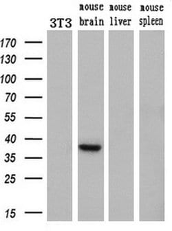 HES1 Mouse anti-Human, Clone: OTI2D2, liquid, TrueMAB 100 &mu;L; Unconjugated:Antibodies,