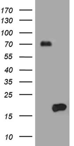 HES5 Monoclonal Antibody (OTI6F7), TrueMAB , OriGene:Antibodies:Primary