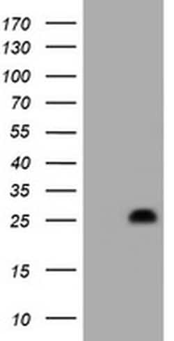 HES6 Monoclonal Antibody (OTI1D6), TrueMAB , OriGene:Antibodies:Primary