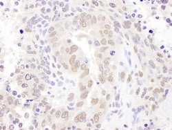 HEXIM1 Rabbit anti-Human, Mouse, Polyclonal, Bethyl Laboratories 100 &mu;L;
