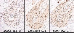 HEXIM1 Rabbit anti-Human, Mouse, Polyclonal, Bethyl Laboratories 100 &mu;L;