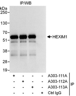 HEXIM1 Rabbit anti-Human, Polyclonal, Bethyl Laboratories 10 &mu;L; Unconjugated:Antibodies,