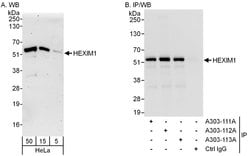 HEXIM1 Rabbit anti-Human, Mouse, Polyclonal, Bethyl Laboratories 100 &mu;L;